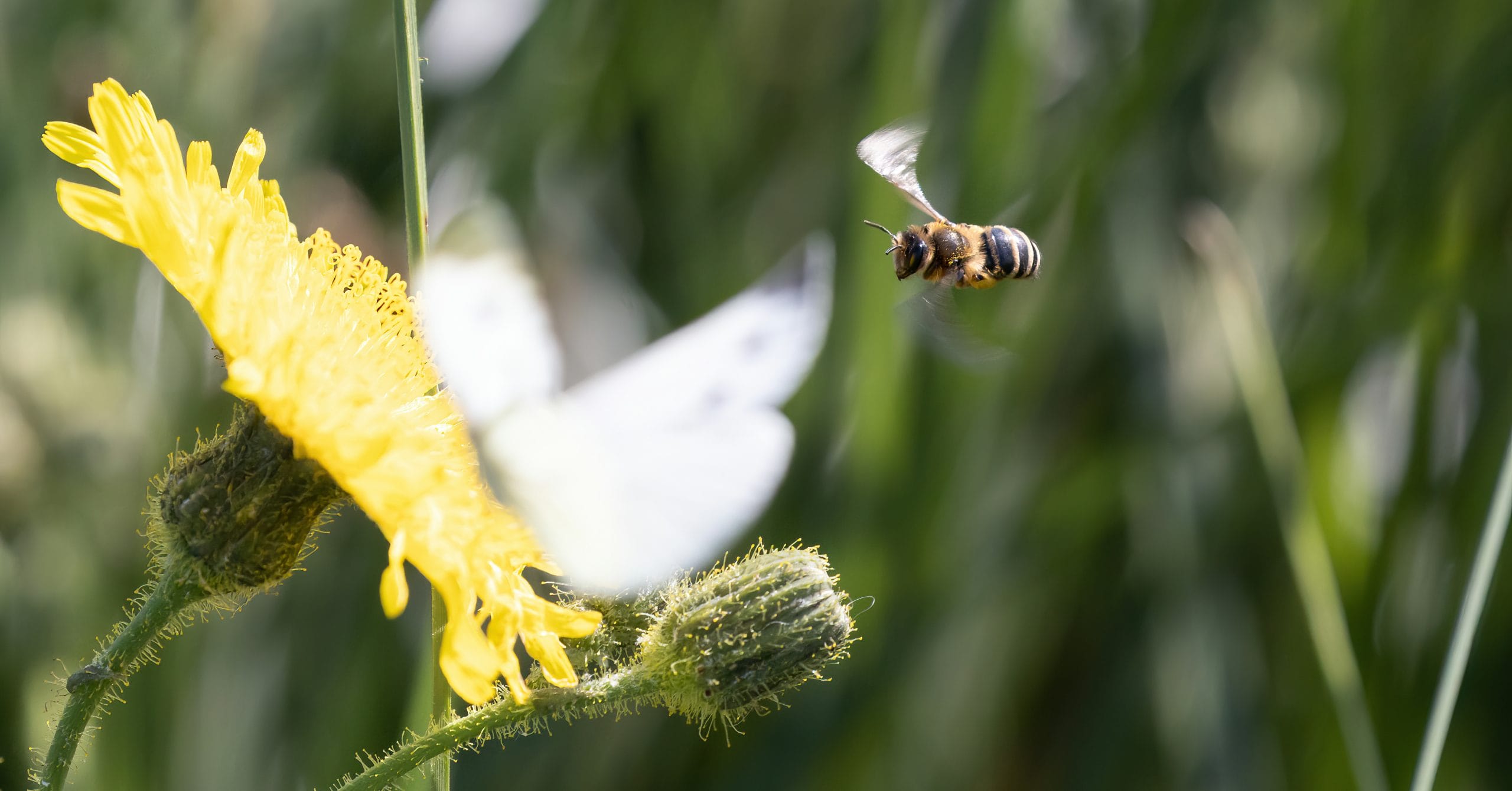 Study: The season of fire has an effect on bee-flower interactions