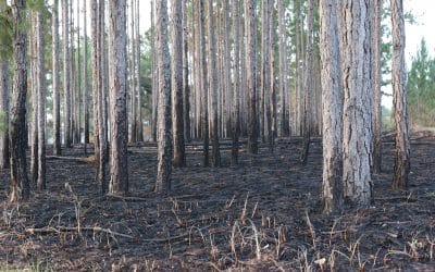 Assessing your fire: Yes, you should do a post-burn evaluation