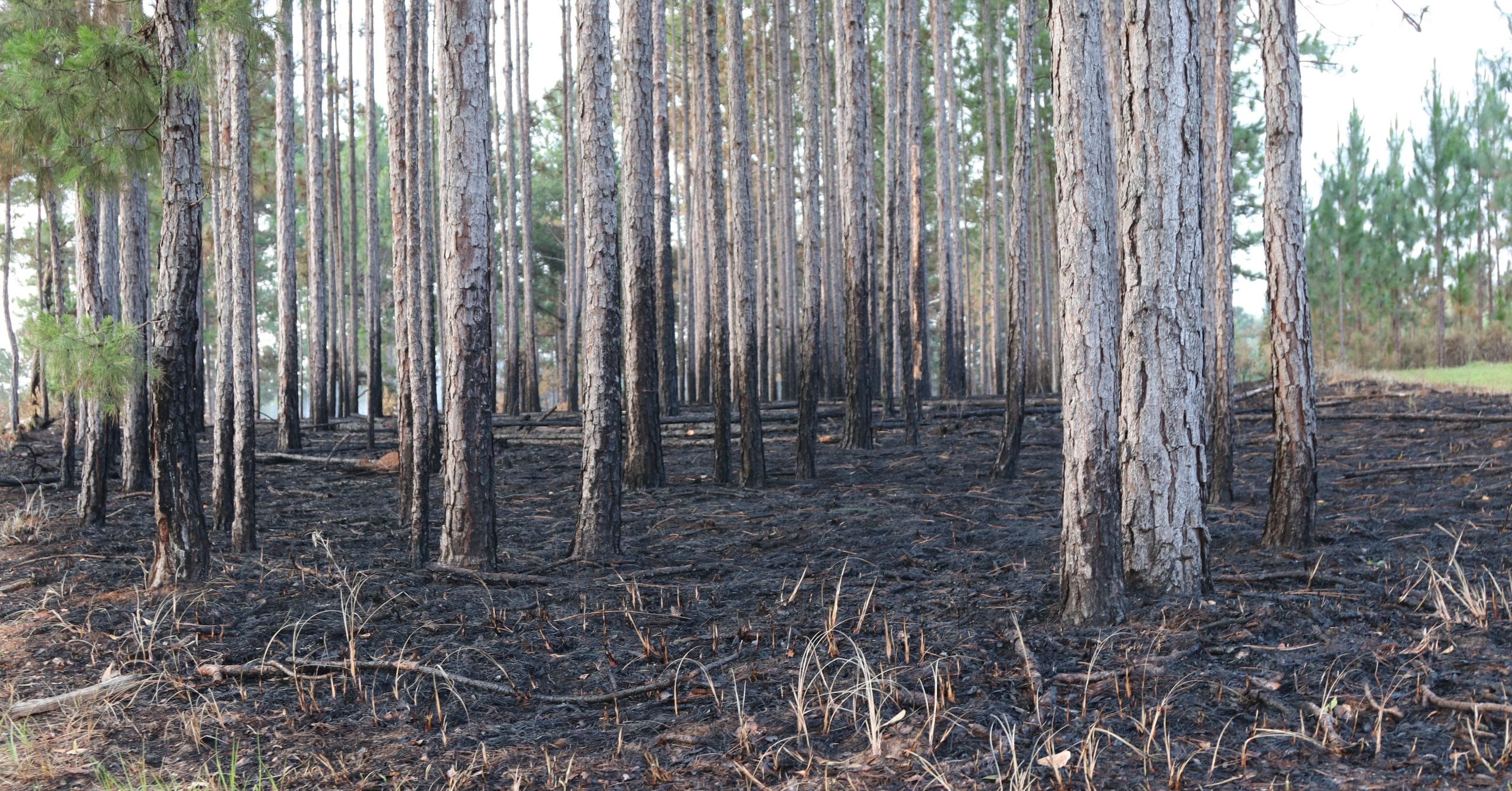 Assessing your fire: Yes, you should do a post-burn evaluation