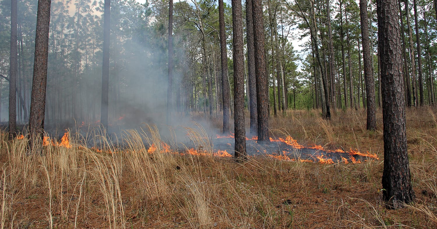 Managing wiregrass areas for quail