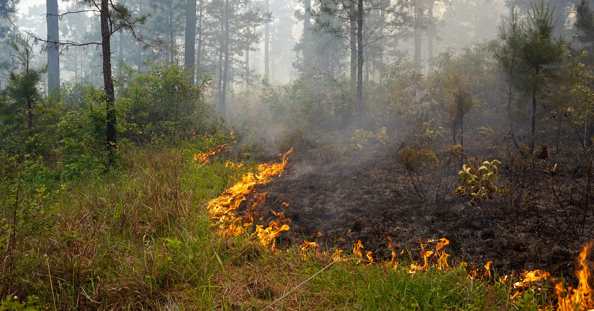 Tall Timbers endorses bipartisan legislation introduced to support prescribed fire