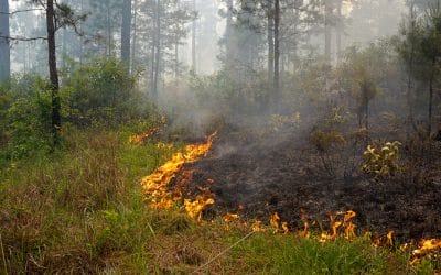 Tall Timbers endorses bipartisan legislation introduced to support prescribed fire