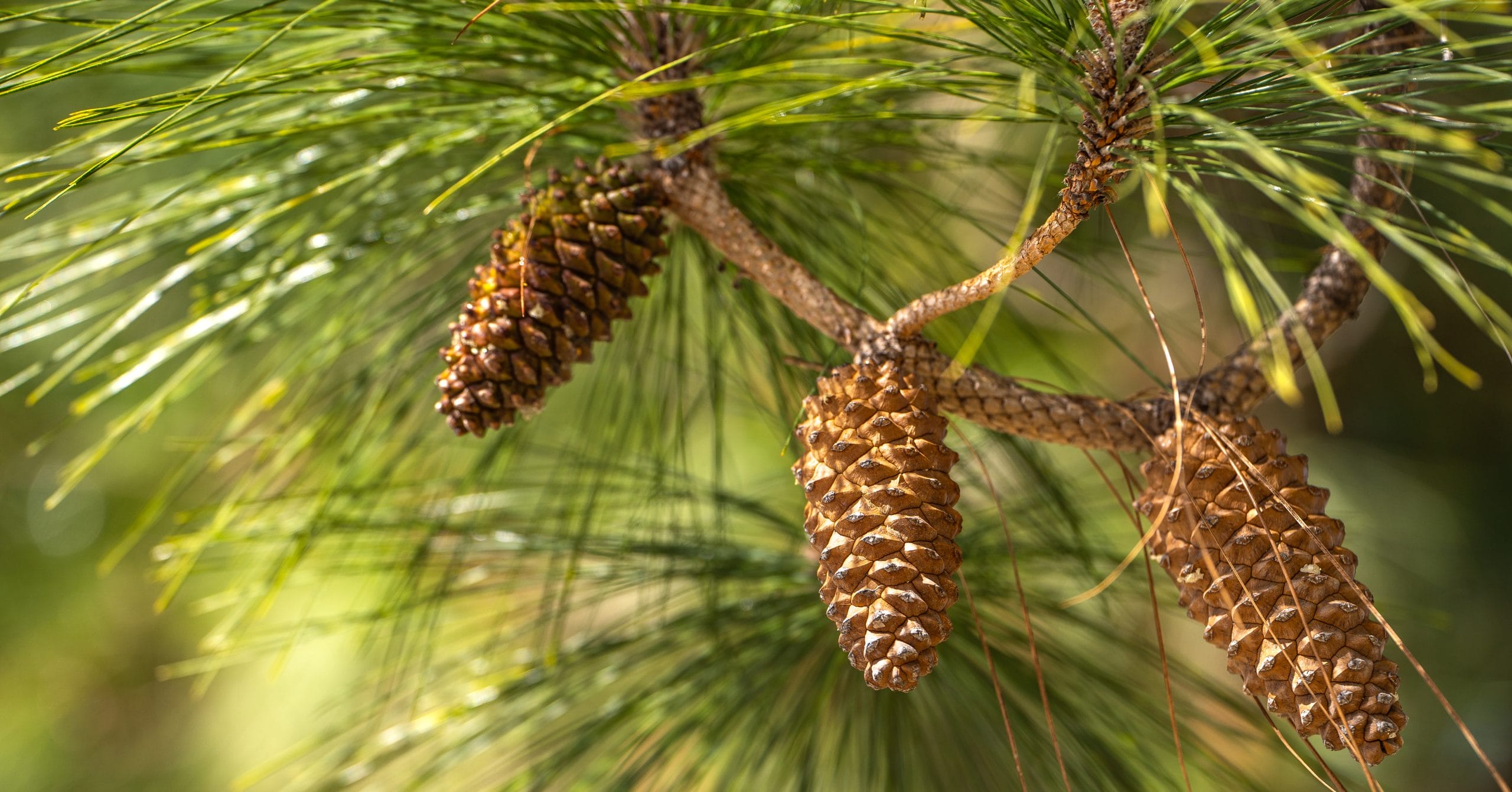 Annual cone crop report: 2025 a poor year for longleaf