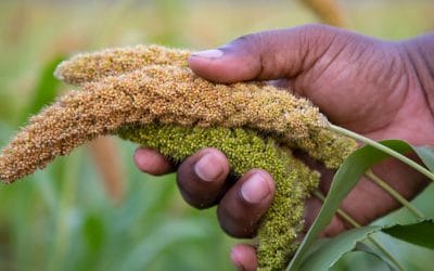 Aflatoxins can be trouble in summer’s heat