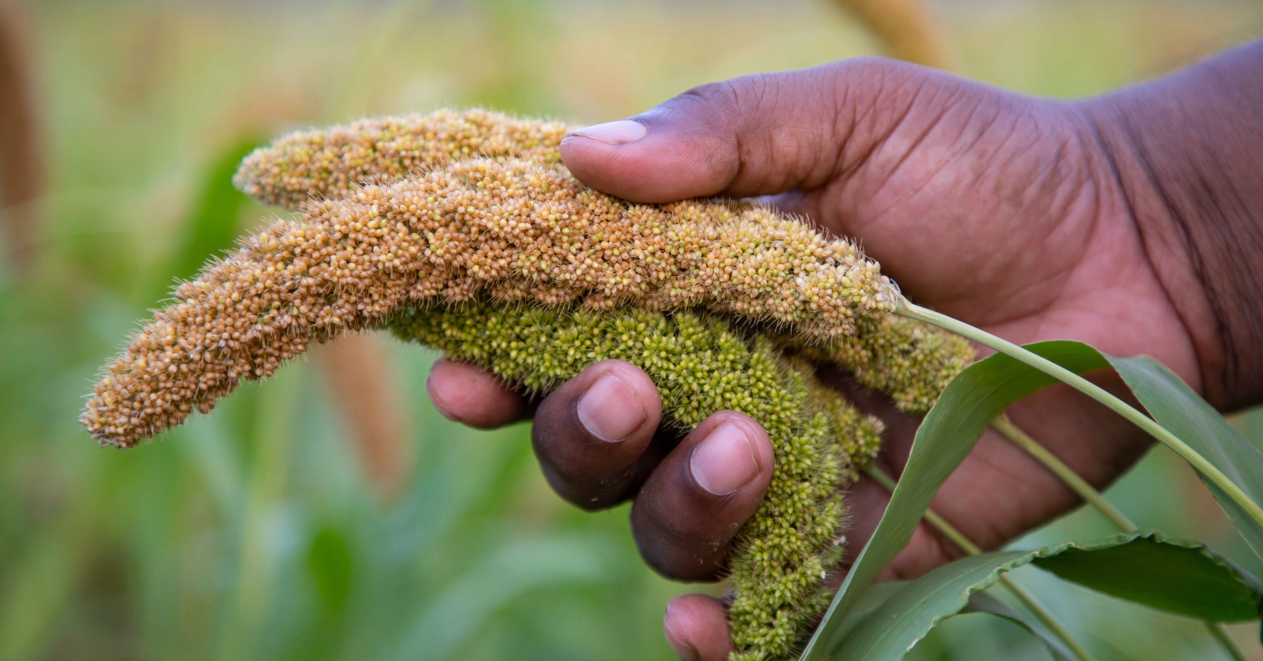 Aflatoxins can be trouble in summer’s heat