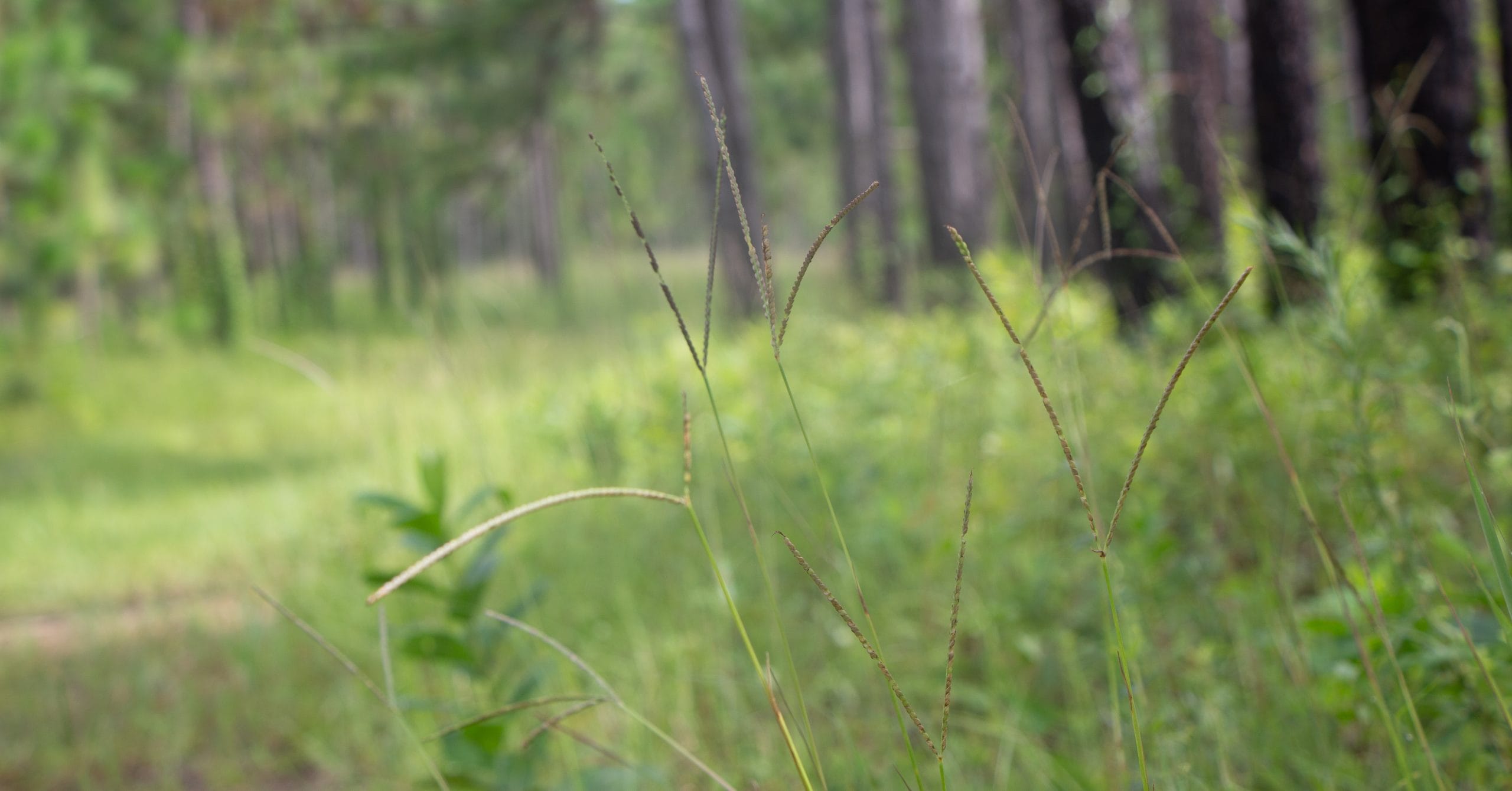 Invasive grass control in upland pine forests