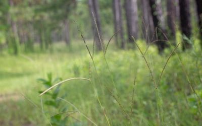 Invasive grass control in upland pine forests