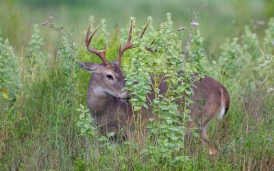 Burning for deer: Prescribed fire can help your herd