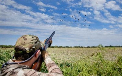 A quick guide to legally hunting doves