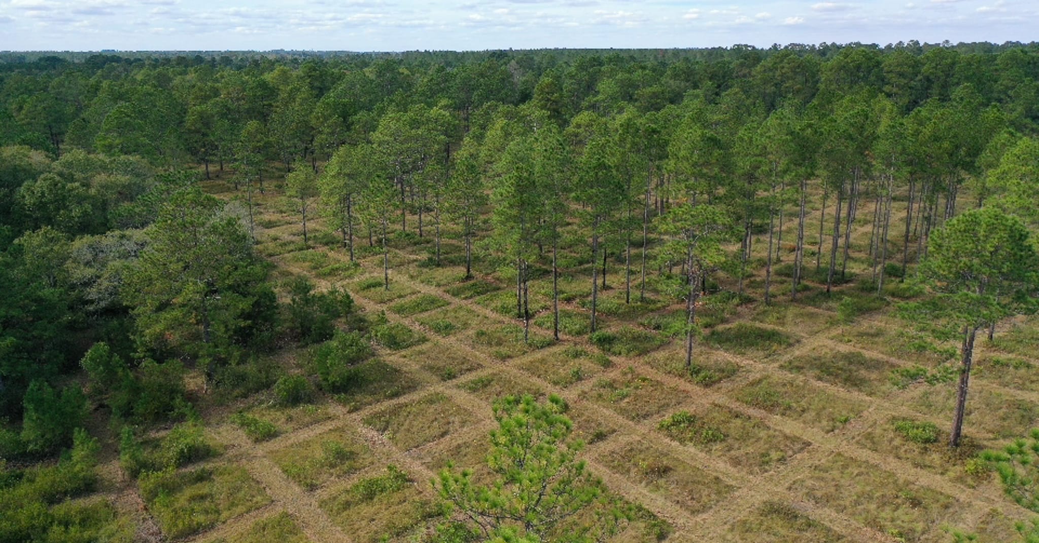 Roller chopping vs mowing: The impact of cutting hunting lanes