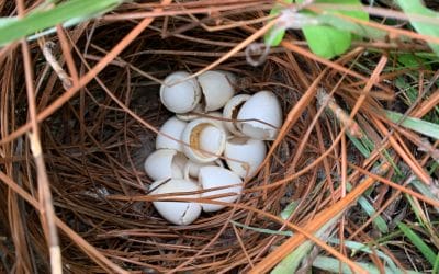 Minimal quail mortality observed during Hurricane Debby