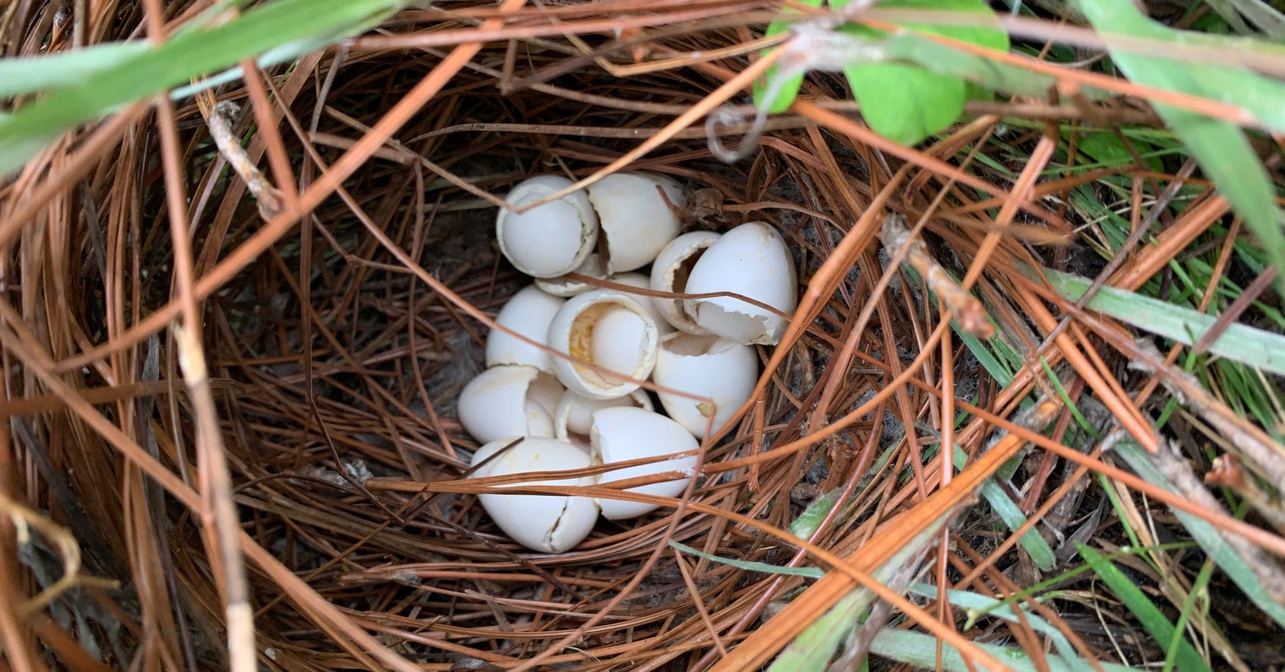 Minimal quail mortality observed during Hurricane Debby