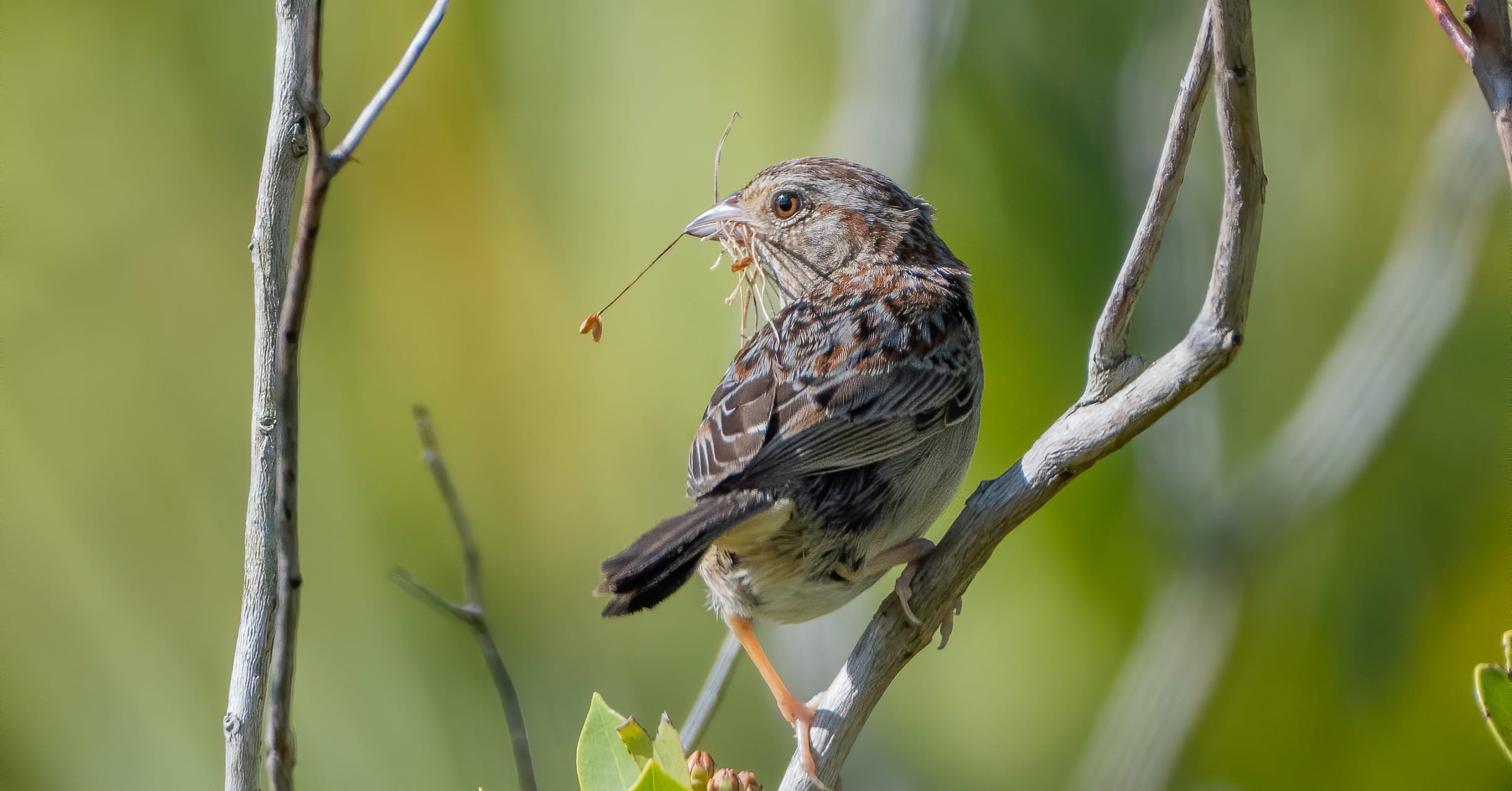 BirdQuest is your chance to support the Stoddard Bird Lab