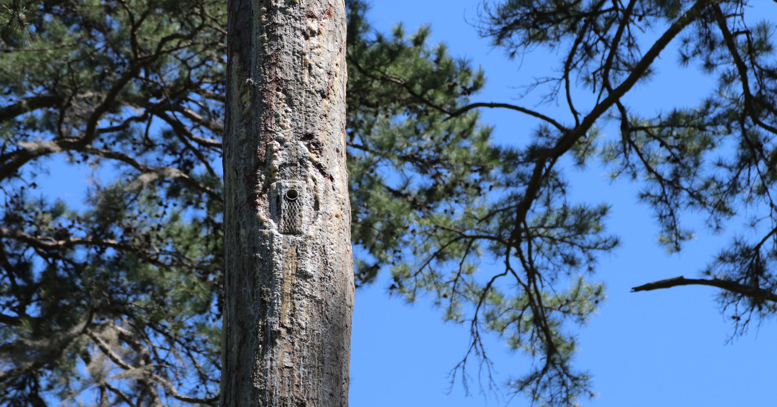 Cross-fostering as a conservation tool for RCWs