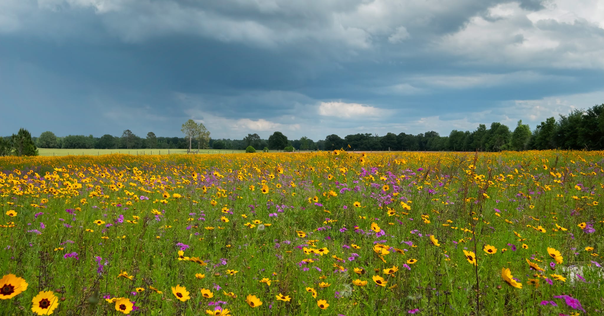 How to: Establishing a pollinator plot