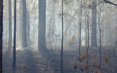 Burning for Birds Collaborative secures more funding, gaining partners along the way