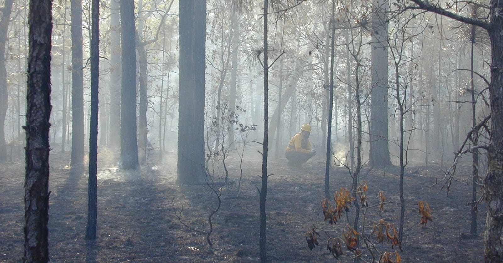 Collaborative Burning for Birds project launches website