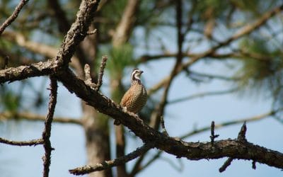 The tradeoffs of balancing quail and timber