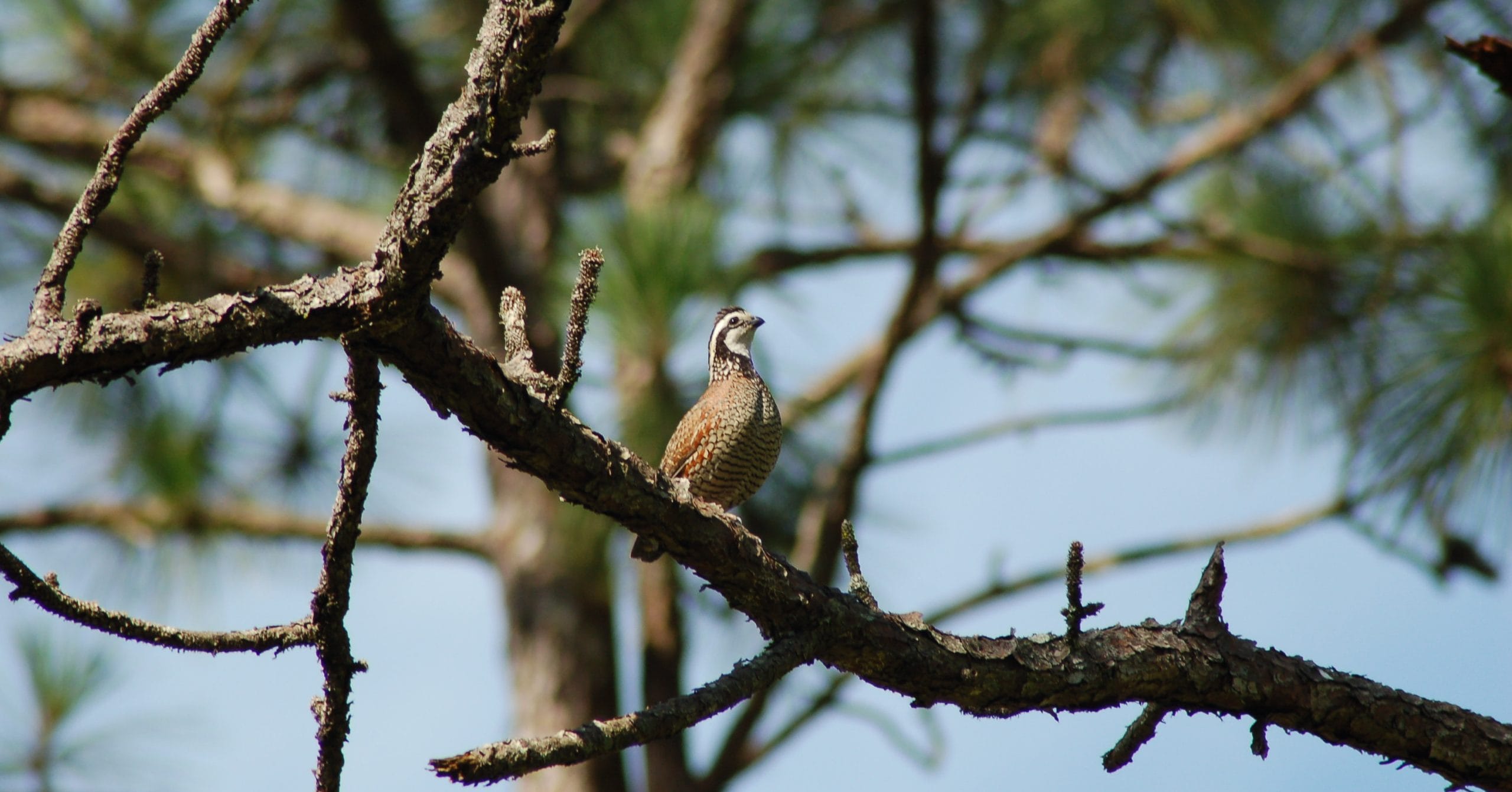 The tradeoffs of balancing quail and timber