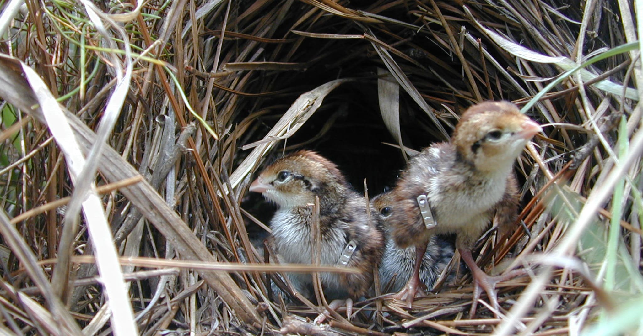 The influence of extreme weather variability on bobwhite