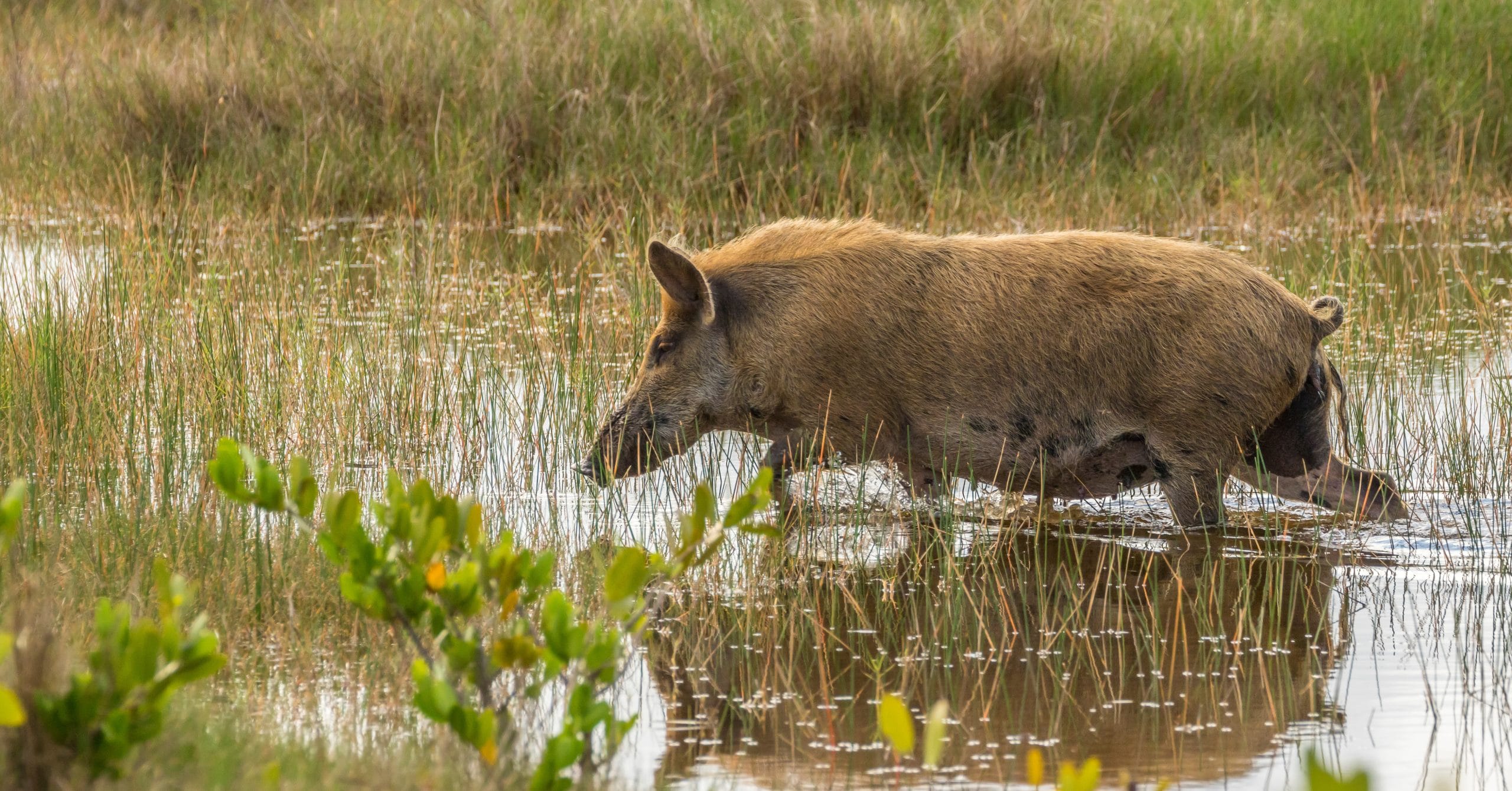 What are the pigs eating? New feral pig diet study at Tall Timbers is looking for help from the public