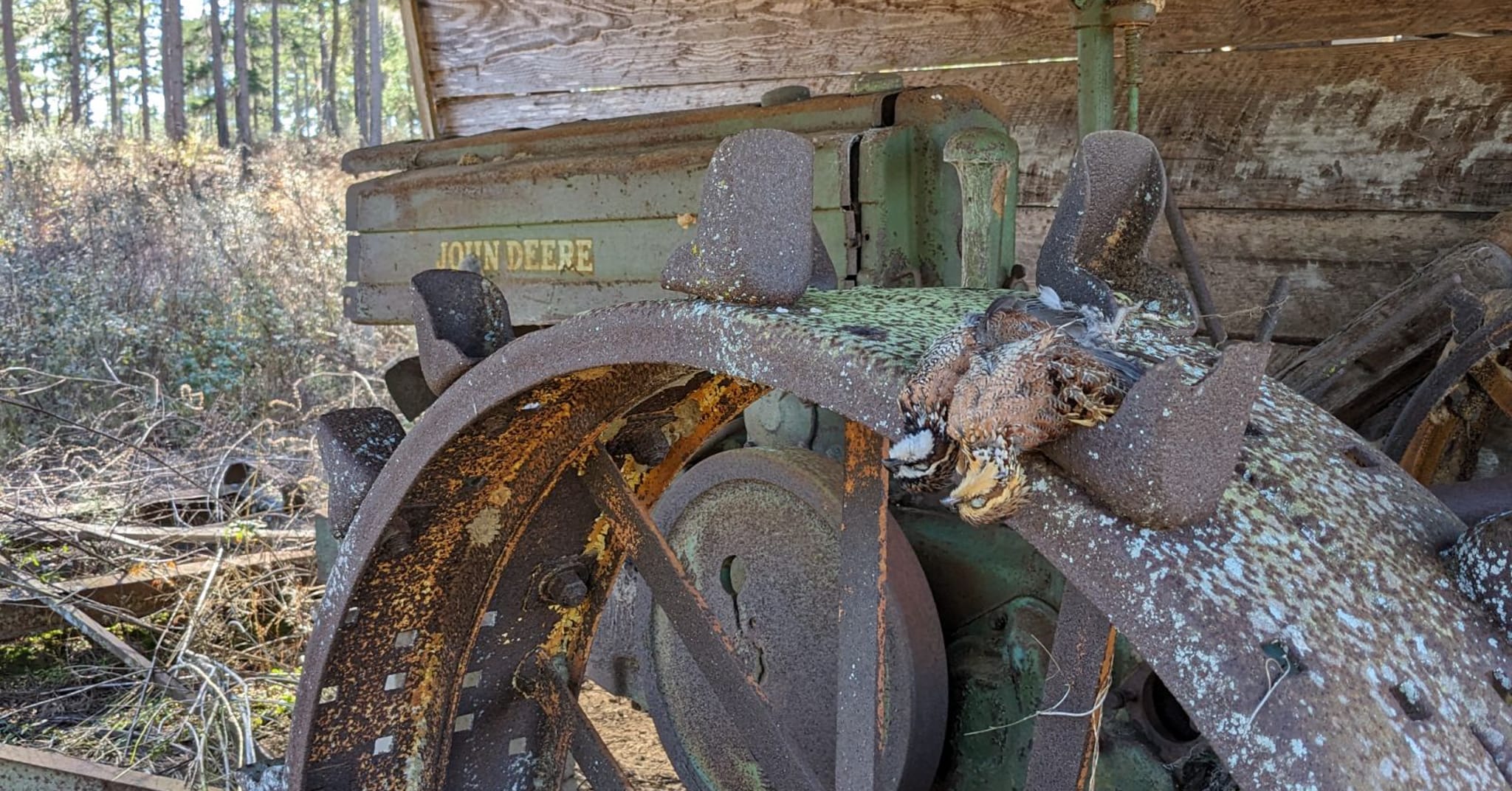 Consider conservative harvest numbers for managing bobwhite