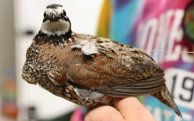 Managing and mitigating bobwhite quail diseases