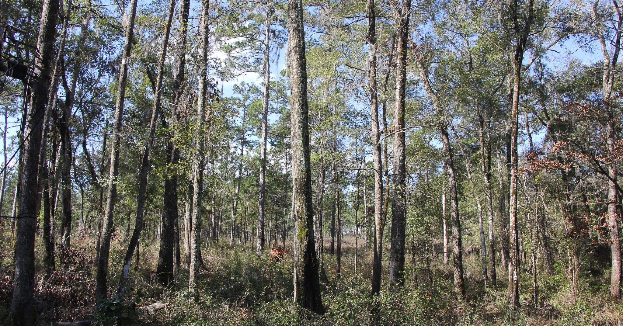 Hardwood encroachment