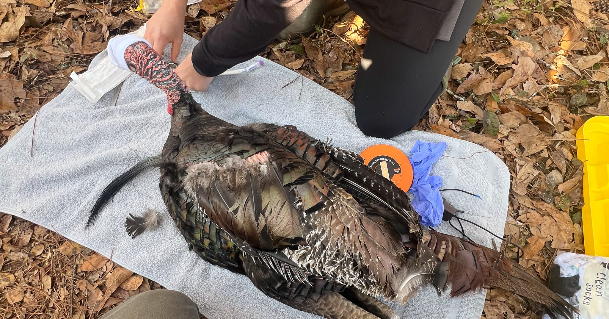 Florida study looking at turkey ecology, reproduction