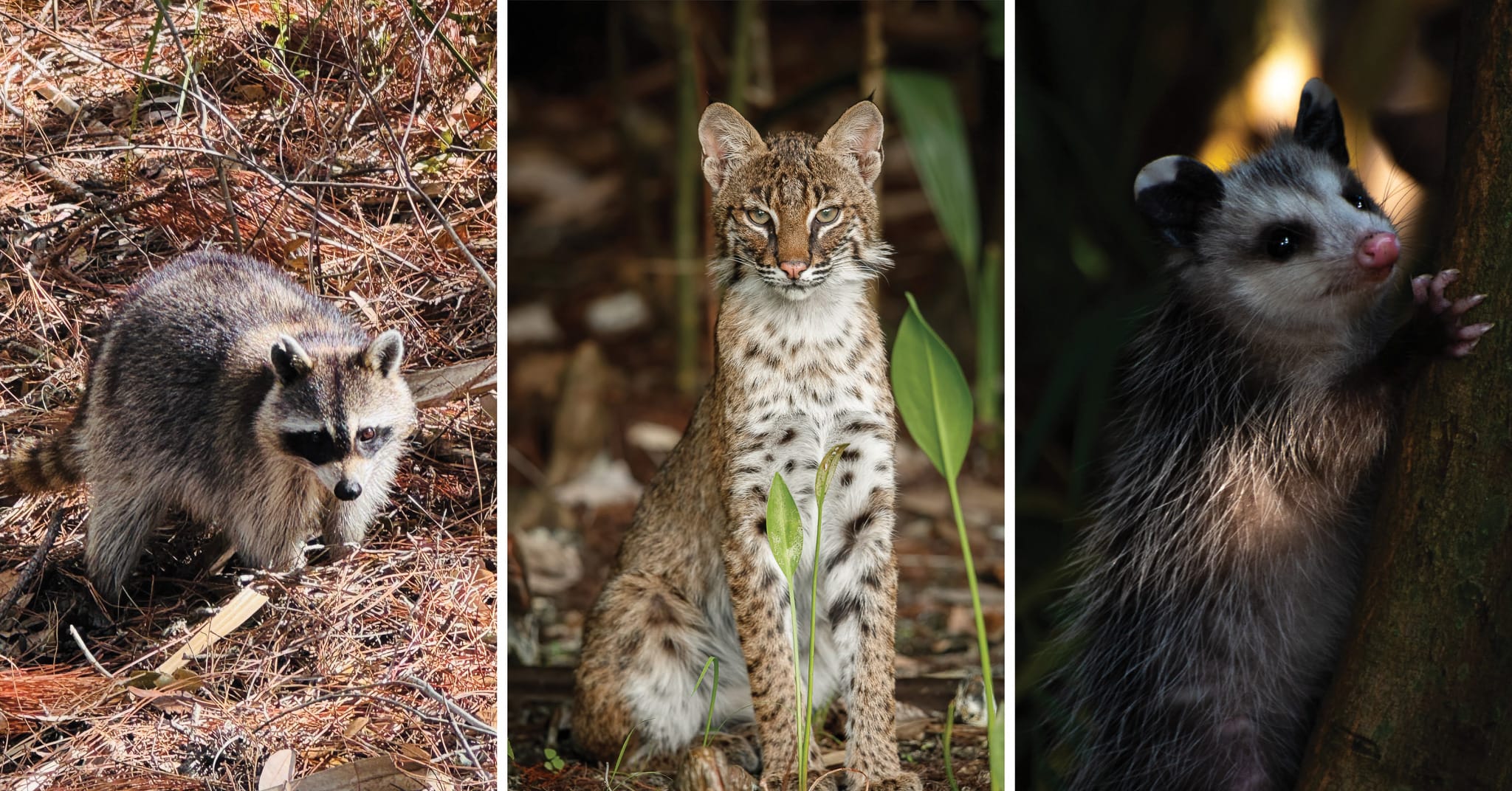 The research behind predator management for quail