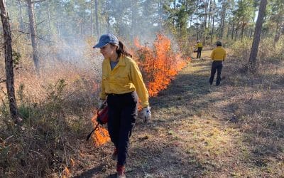 Season of fire affects resprouting vigor