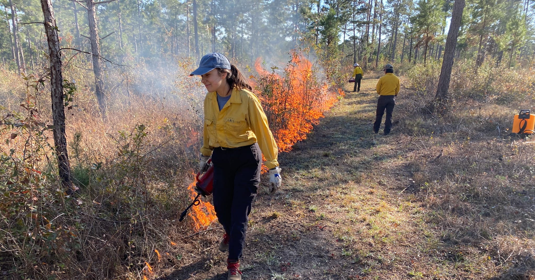 Season of fire affects resprouting vigor