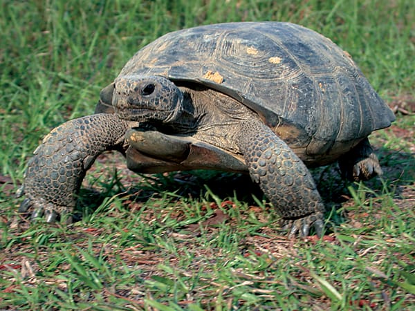 gopher tortoise