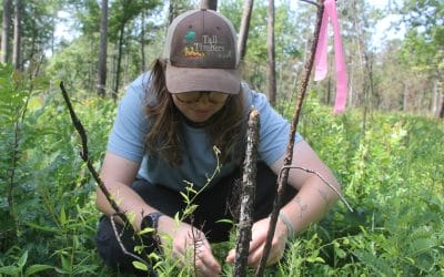 Shortleaf: The most misunderstood pine