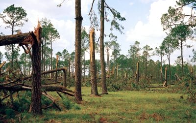 From forest management to cleanup, it’s time to prepare for hurricane season