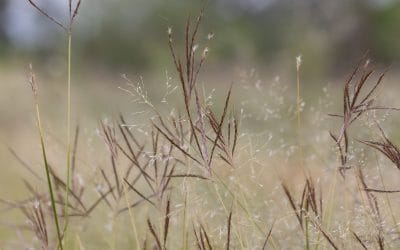 Non-native pitted bluestem an emerging issue in the Red Hills