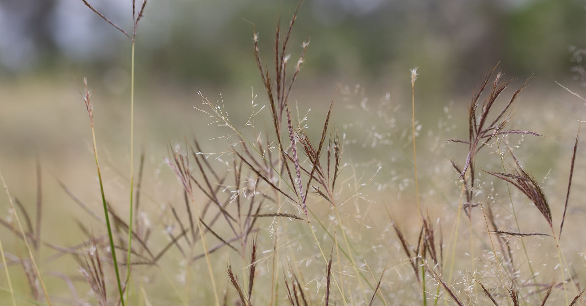 Pitted bluestem- Photo by Kym Nicolson