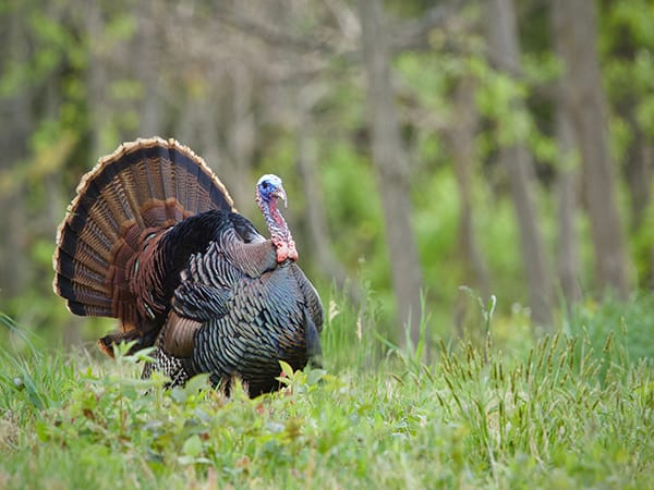 Eastern Wild Turkey strutting in hardwood forest habitat