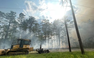 Apalachicola National Forest wildfire could benefit quail habitat