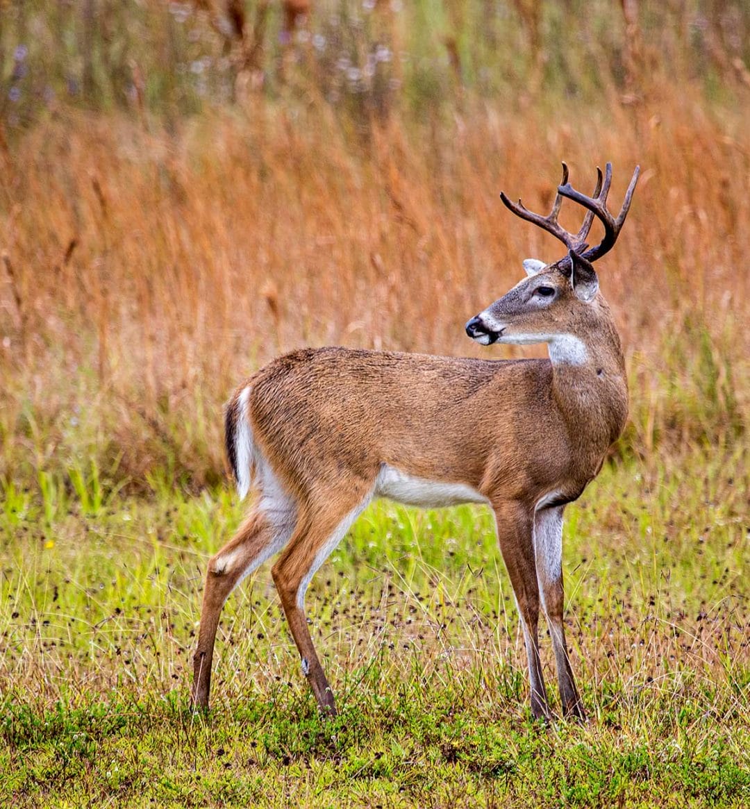 tall-timbers-wildlife-Whitetail