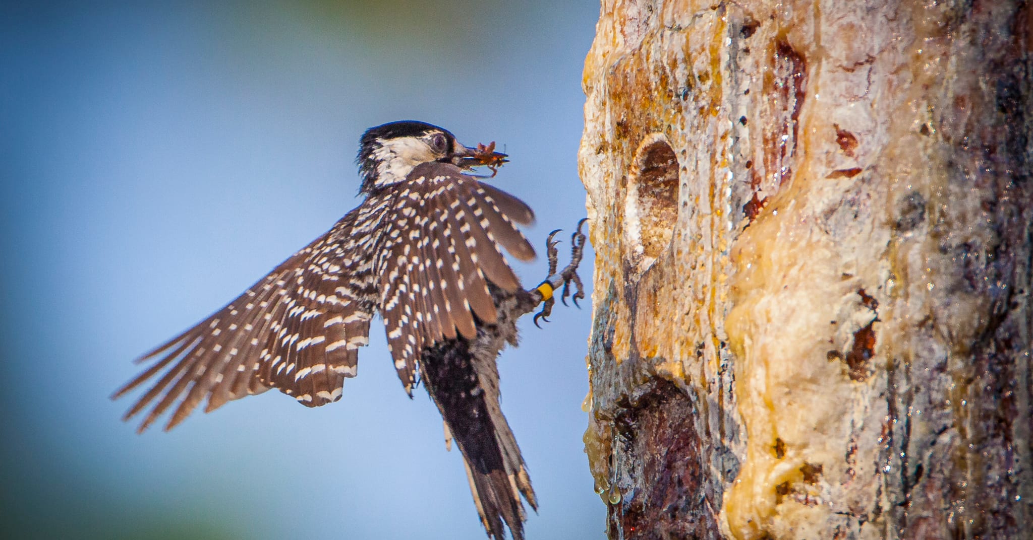 The endangered red-cockaded woodpecker only nests in cavities ma