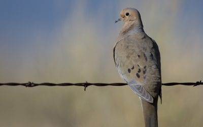 Return Dove Band Numbers for Recurring Study