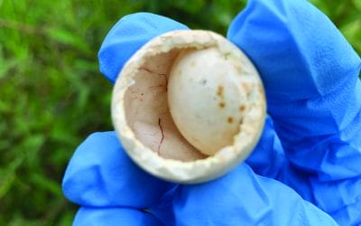 DNA, you say? Novel approaches to  understanding bobwhite chick ecology