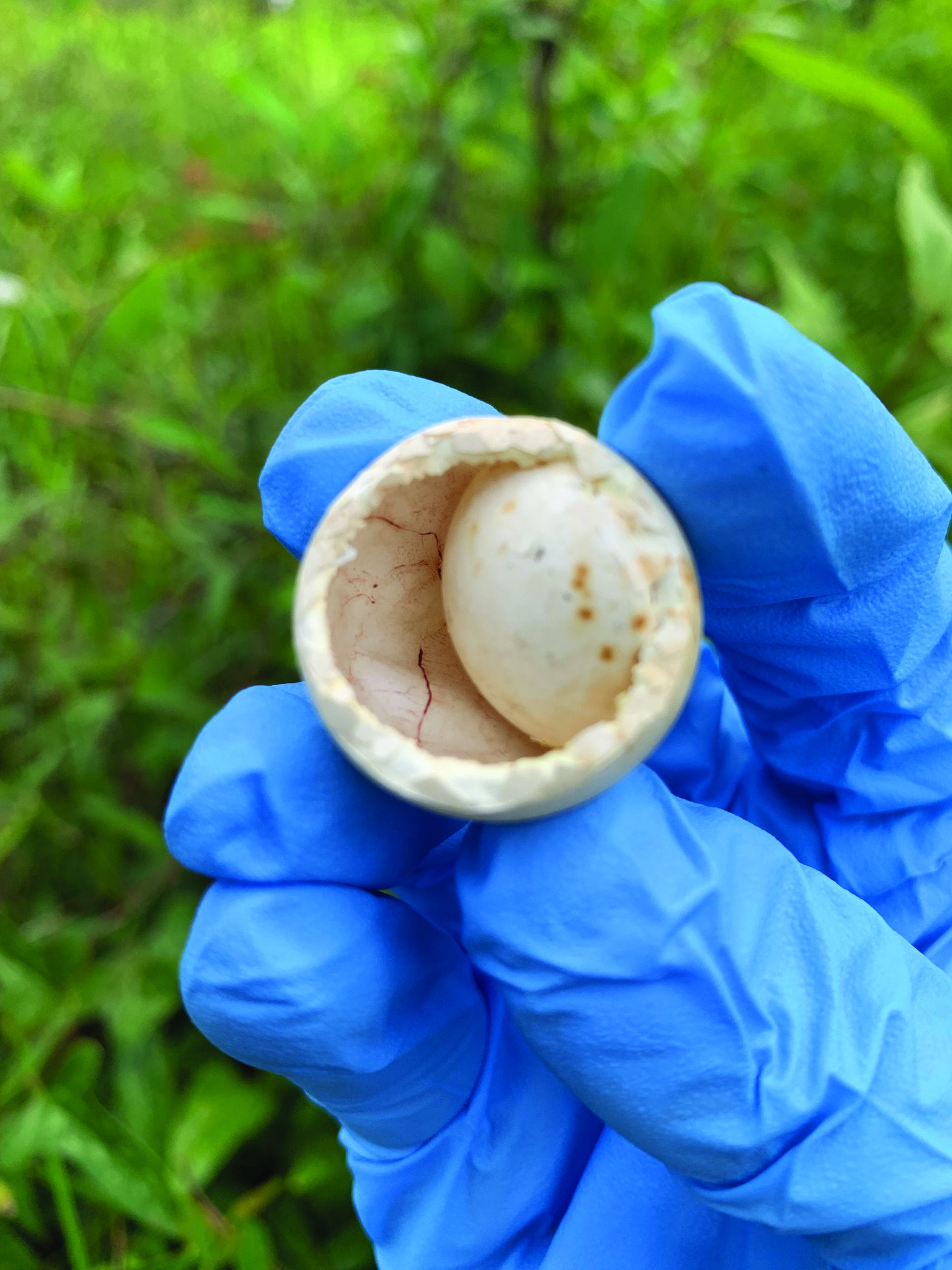 DNA, you say? Novel approaches to  understanding bobwhite chick ecology