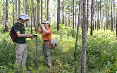 Tall Timbers completes 15th Wade Tract tree census