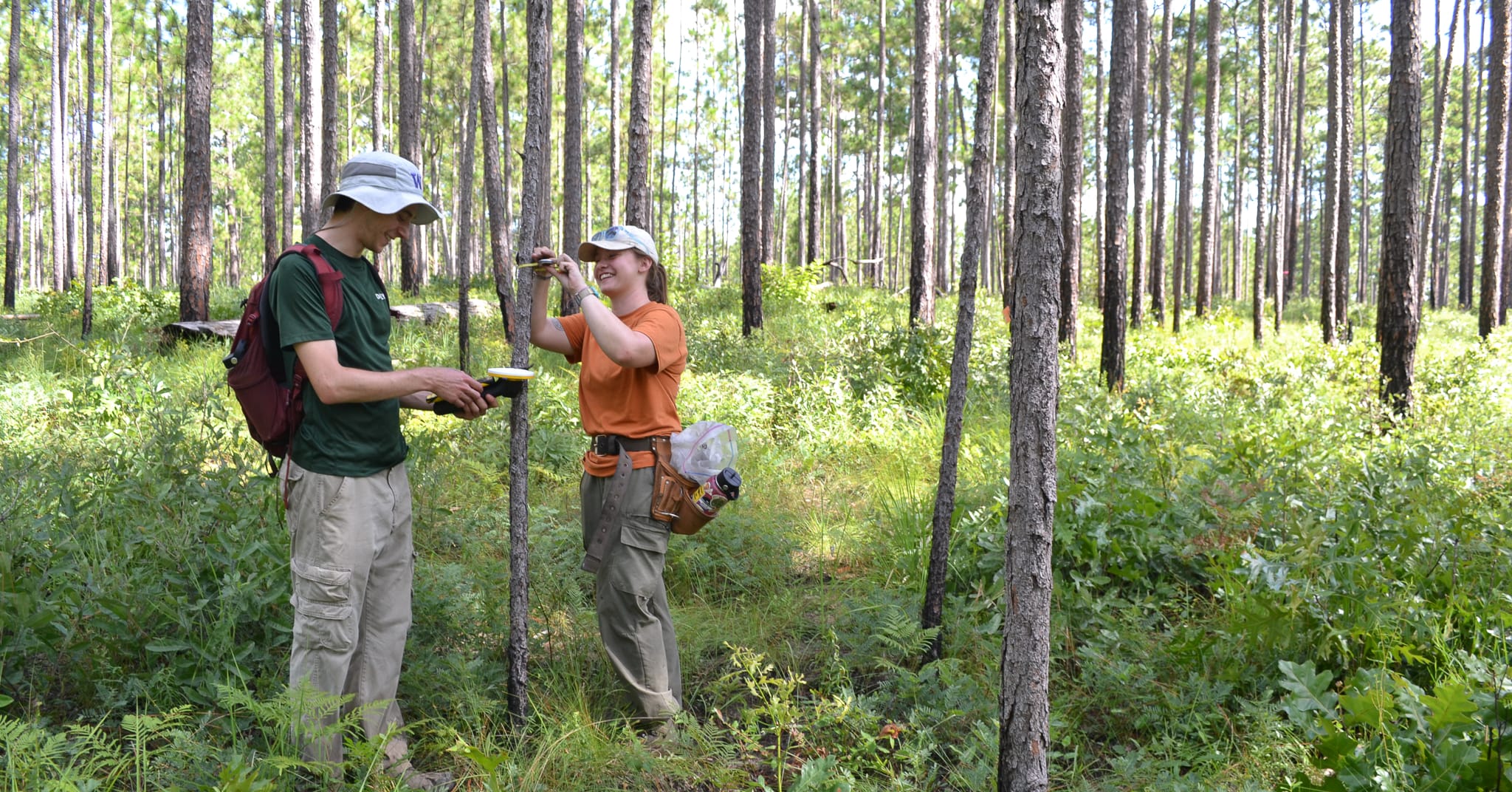 Tall Timbers completes 15th Wade Tract tree census