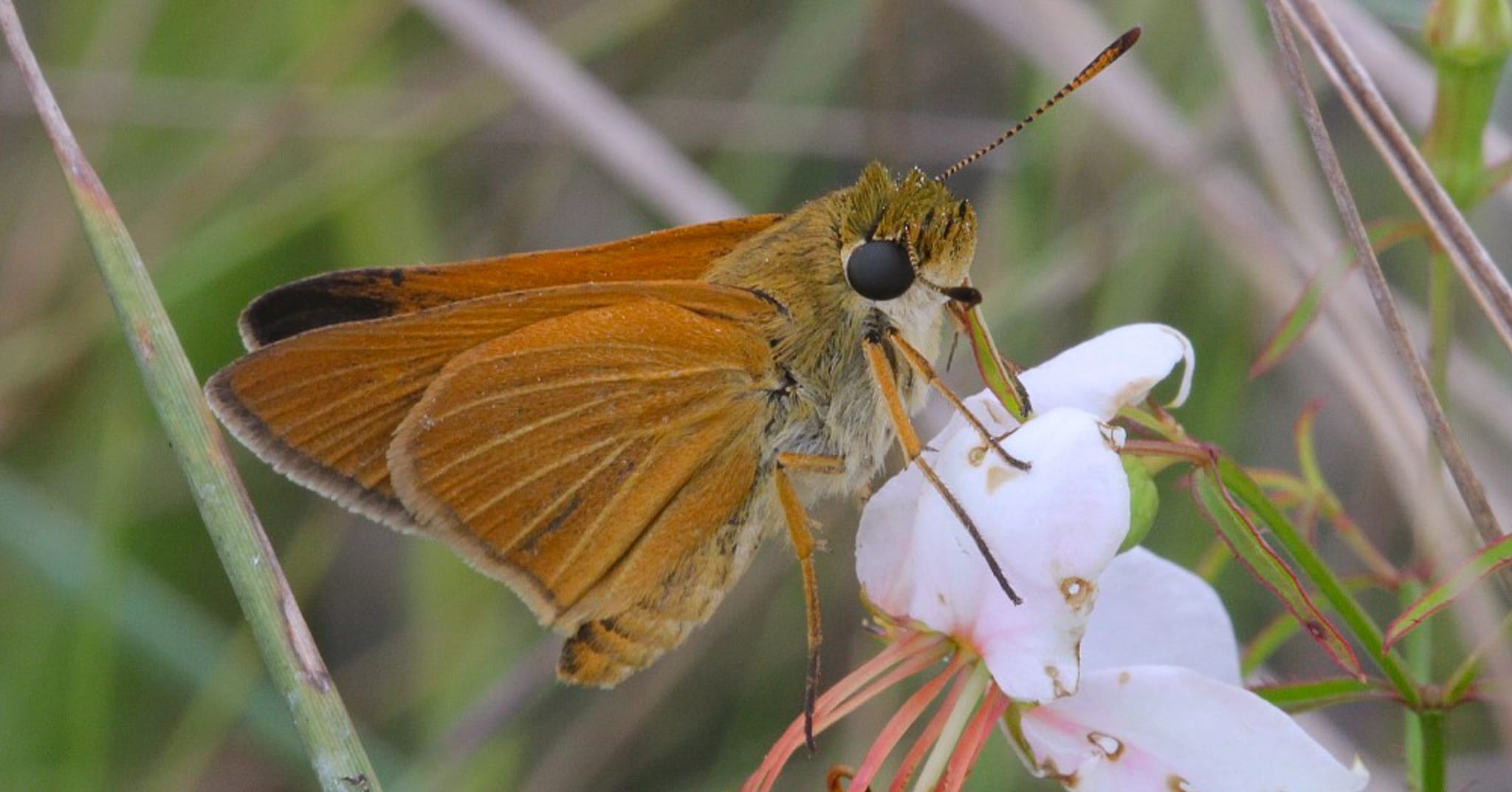 Bobwhite management in Central Florida creating ideal butterfly prairie habitat