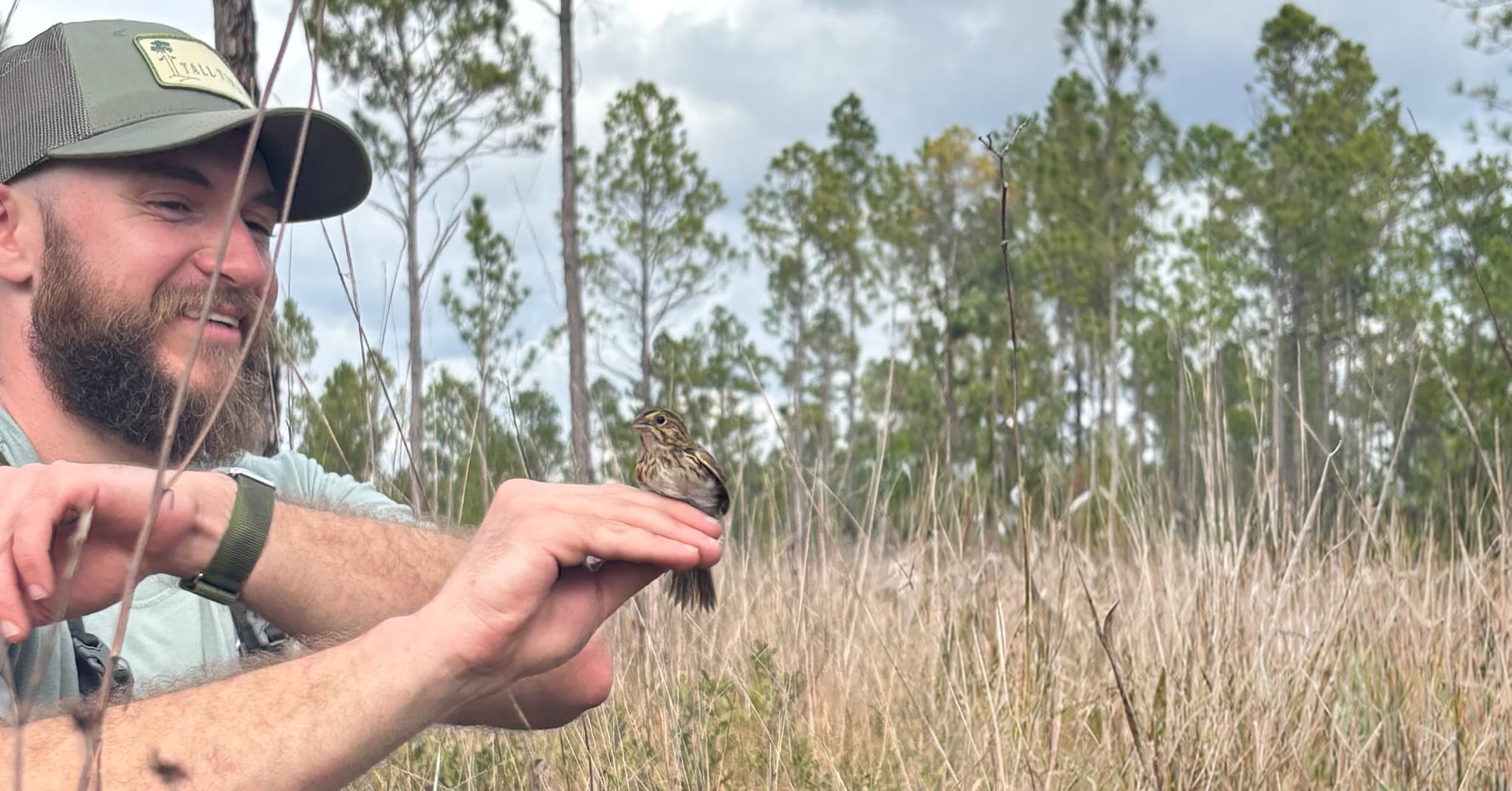Study: Does timing of fire affect Red Hills sparrow species?