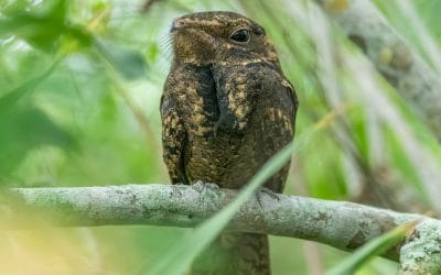 Turkey hunting for biodiversity data