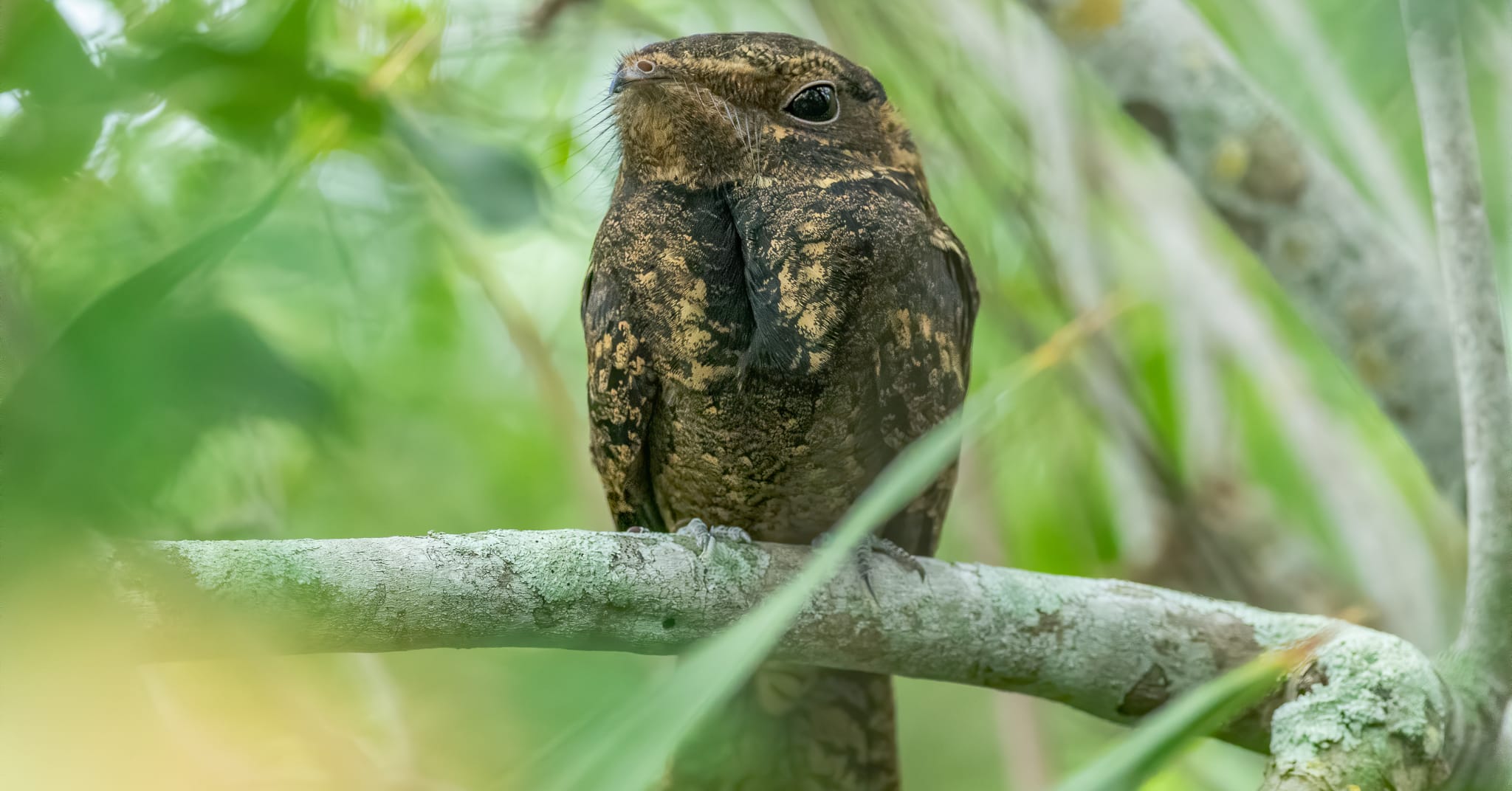 Turkey hunting for biodiversity data